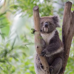 힐스빌 보호구역
