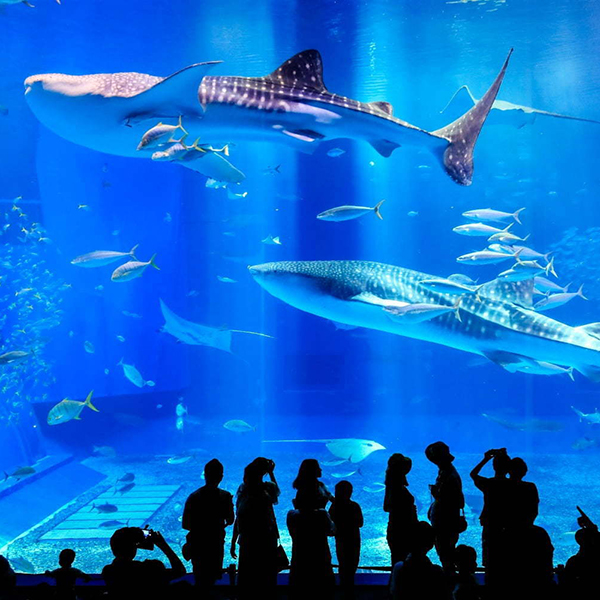 츄라우미 수족관