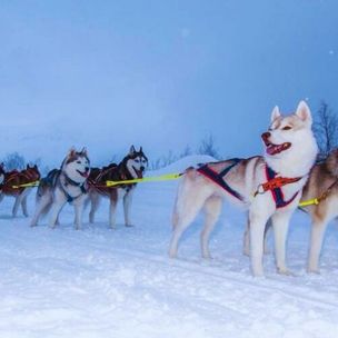 고비노매드투어
