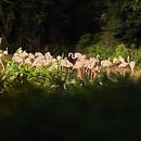 poto review image