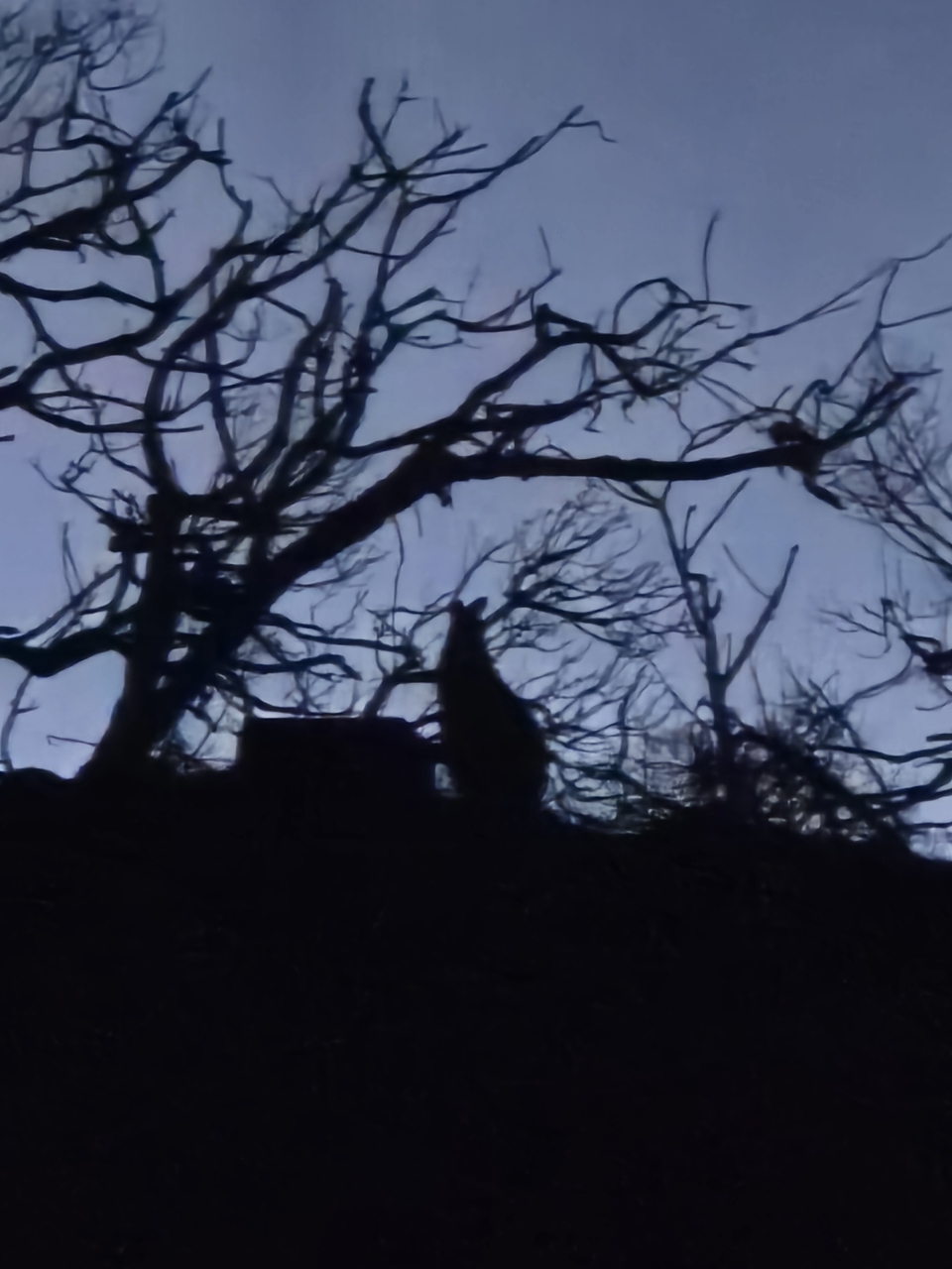 poto review image