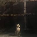 poto review image