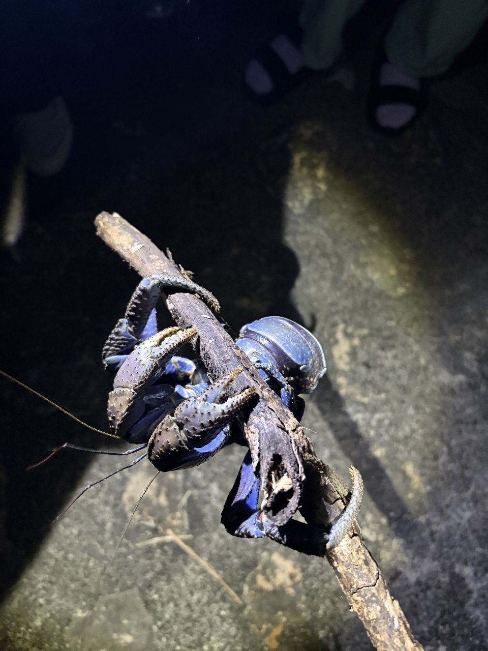 poto review image