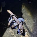 poto review image
