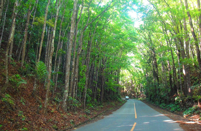 Bohol: Countryside Private Day Tour
