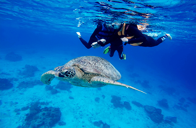 세부 오슬롭 고래상어 & 모알보알 페스카도르섬 스노클링 단독 투어