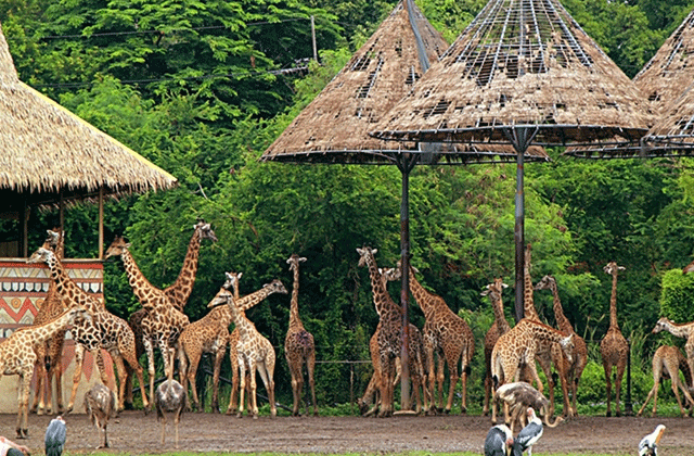 バンコク・サファリワールド