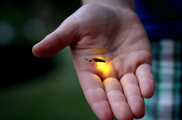 Bohol: Abatan River Firefly Watching Private Tour