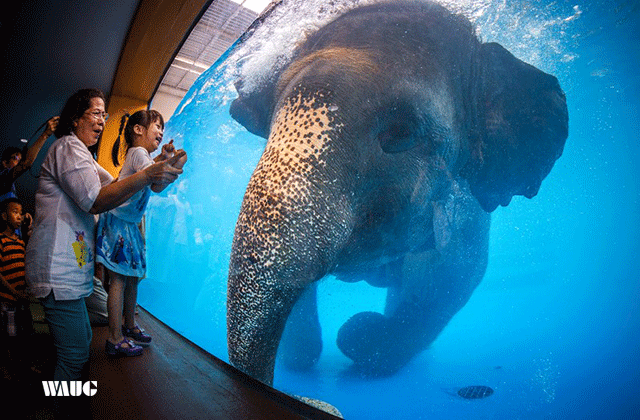 パタヤ・カオキアウオープン動物園チケット(ホテル送迎付き)