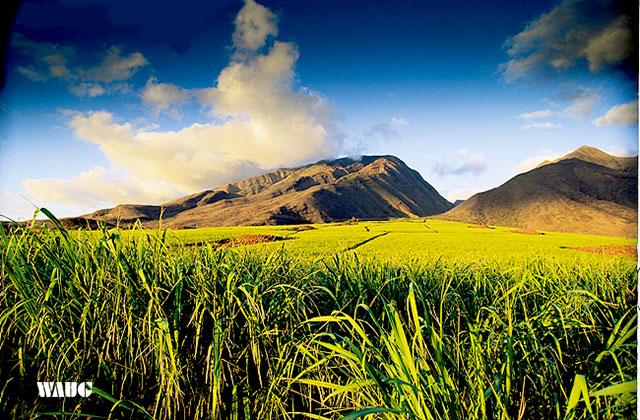 하와이 마우이 일일 투어 (항공권 포함)