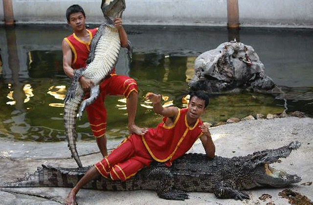 Samutprakan Crocodile Farm Ticket Waug