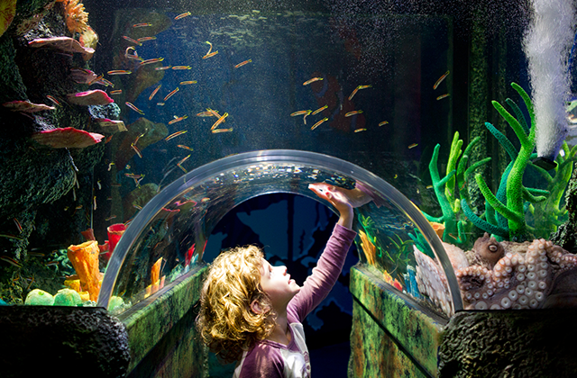 멜버른 씨라이프 아쿠아리움 입장권