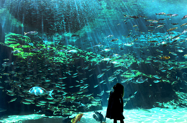 九十九島パールシーリゾート 海きらら 九十九島水族館 電子チケット