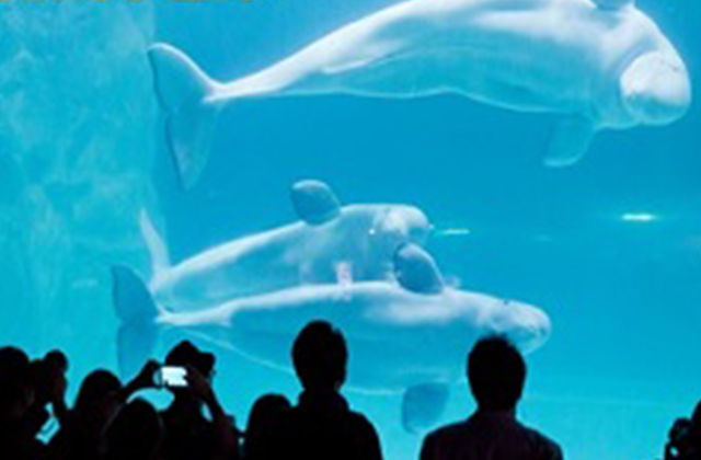 ソウル・ロッテワールド＆ロッテワールド水族館 コンボチケット