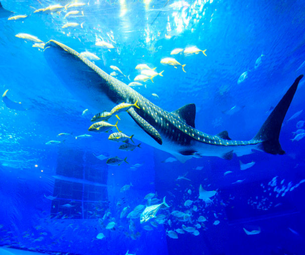 activity_detail_image