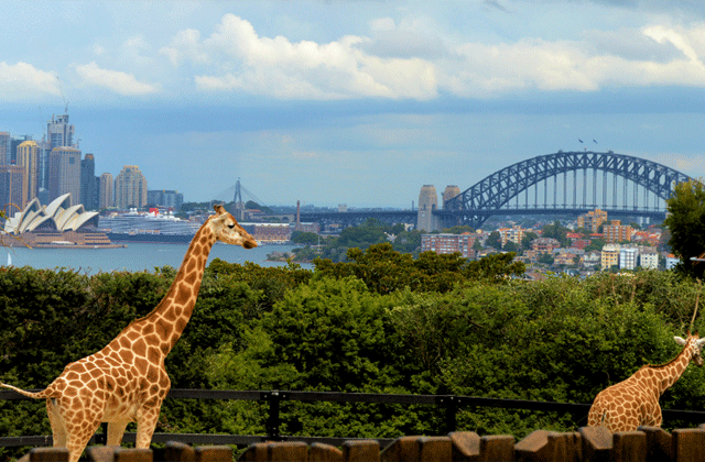 시드니 타롱가 동물원 입장권