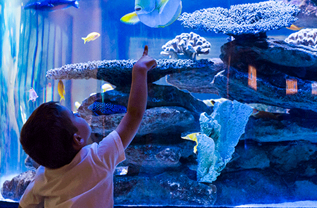 플레이아쿠아리움 부천 입장권