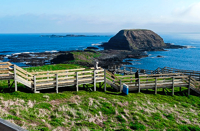 [땡스투어] 멜버른 필립 아일랜드 펭귄 퍼레이드 투어