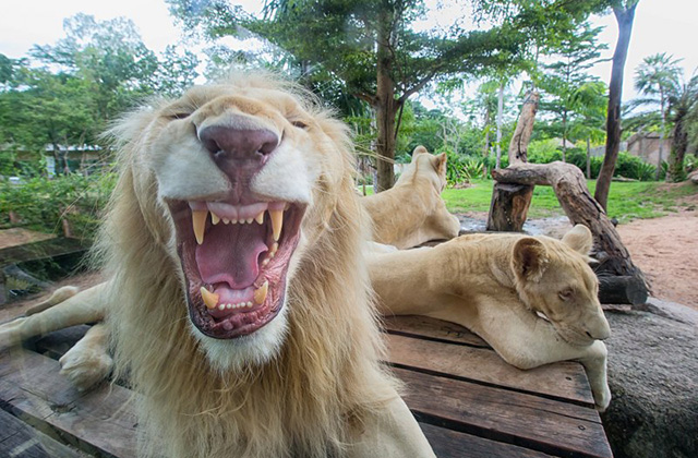 パタヤ・カオキアウオープン動物園チケット(ホテル送迎付き)