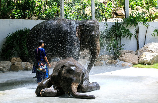 パタヤ・カオキアウオープン動物園チケット(ホテル送迎付き)