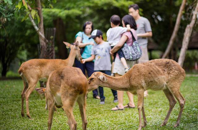 パタヤ・カオキアウオープン動物園チケット(ホテル送迎付き)