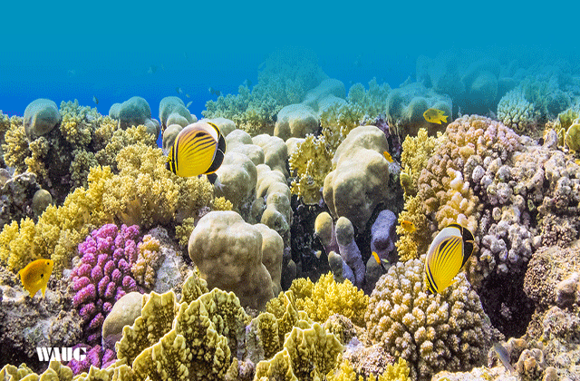 パタヤ・コサメットサンセイジョウスノーケリングダントクツアー