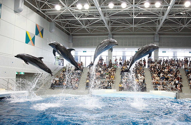Kagoshima Io World Aquarium Ticket