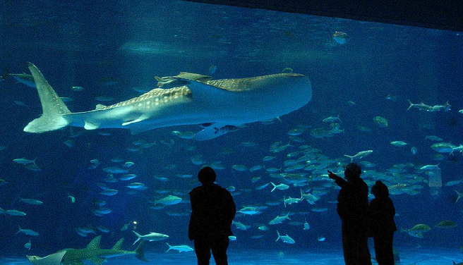 Kagoshima Ioworld Aquarium Admission Ticket