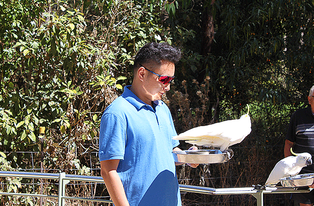 [오지나라] 퍼핑빌리 증기기관차 & 모닝턴 온천 선셋 투어