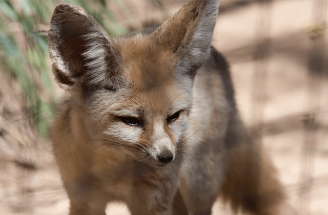 시드니 타롱가 동물원 입장권
