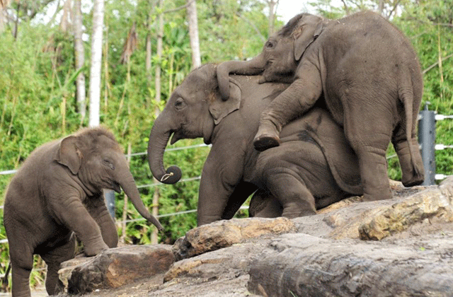 시드니 타롱가 동물원 입장권