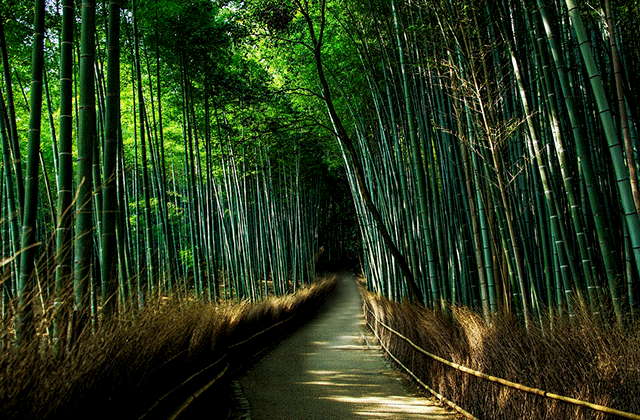[유투어버스] [프로사진작가촬영] 오사카 출발: 교토 일일 버스투어 (한국인 가이드)