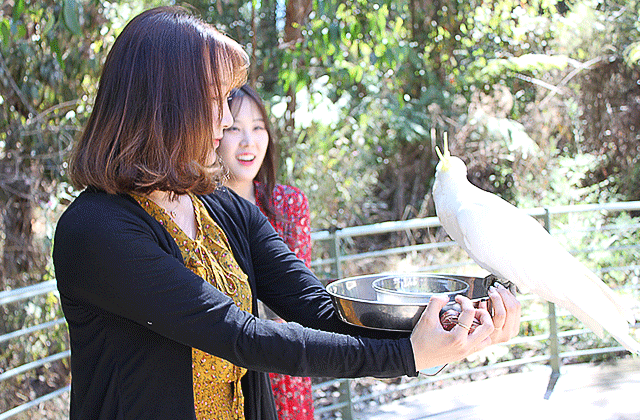 [오지나라] 멜버른 3종 그레이트 & 퍼핑빌리 & 모닝턴 온천 투어