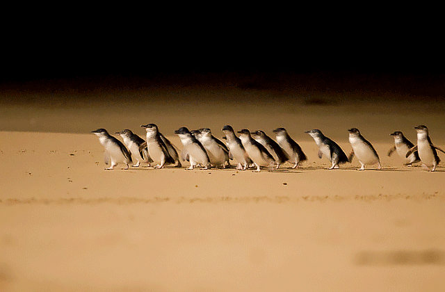 [땡스투어] 퍼핑빌리 증기기관차 & 펭귄 퍼레이드, 야생 왈라비 사파리 투어
