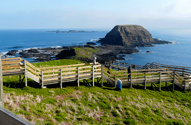 [땡스투어] 퍼핑빌리 증기기관차 & 펭귄 퍼레이드, 야생 왈라비 사파리 투어