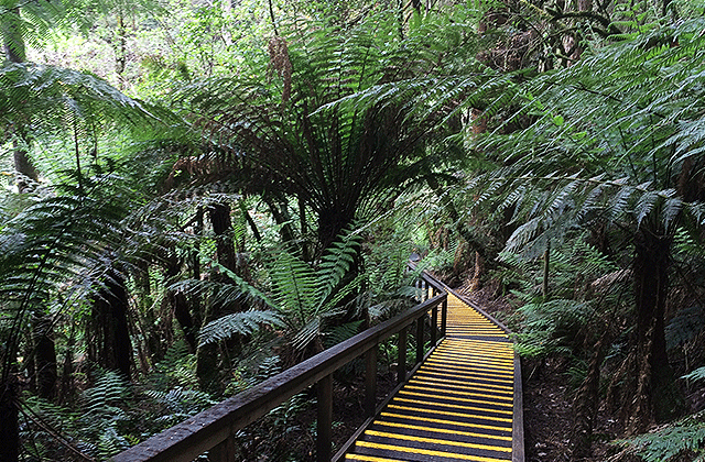 [땡스투어] 그레이트 오션로드 + 오트웨이 국립공원 & 원시림 트래킹 단독 투어