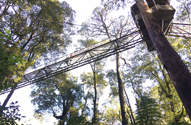 [땡스투어] 그레이트 오션로드 + 오트웨이 국립공원 & 원시림 트래킹 단독 투어