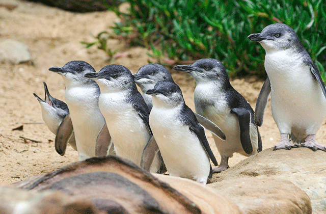 [땡스투어] 멜버른 필립 아일랜드 펭귄 퍼레이드 투어