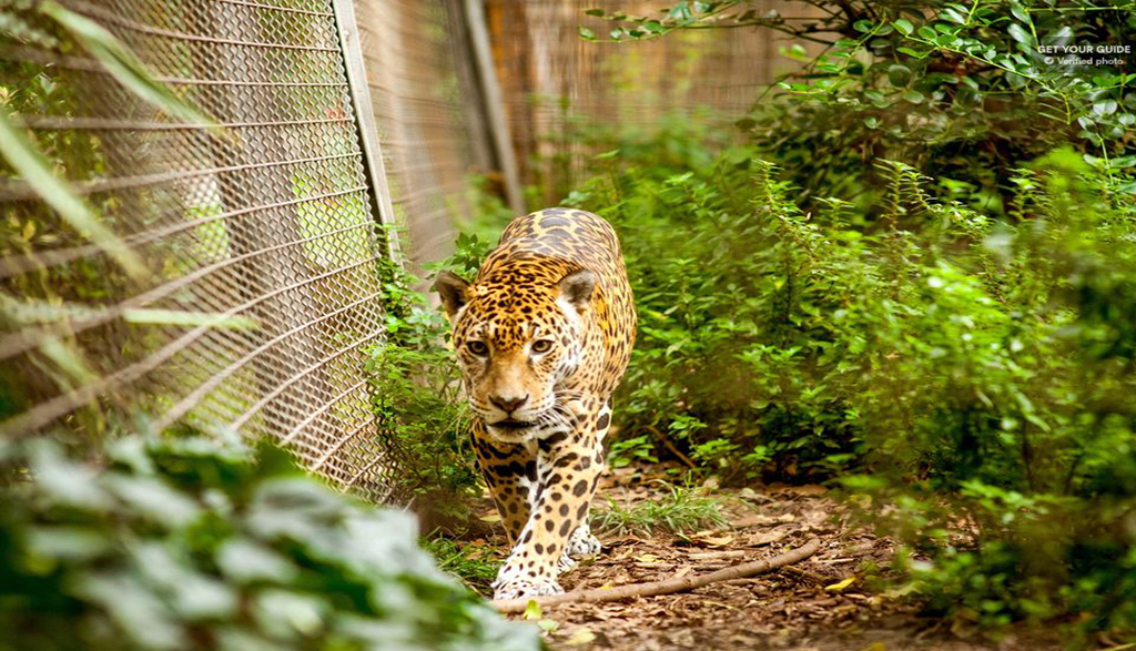 バルセロナ動物園 入場チケット