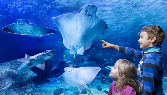 SEA LIFE Berlin Ticket