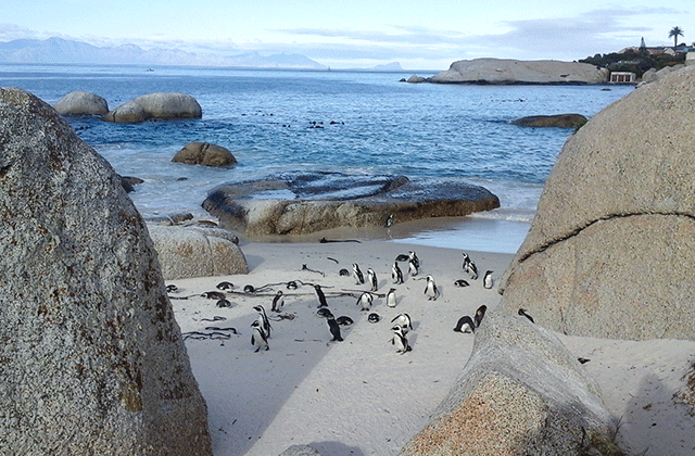 케이프타운 희망봉 일일 투어