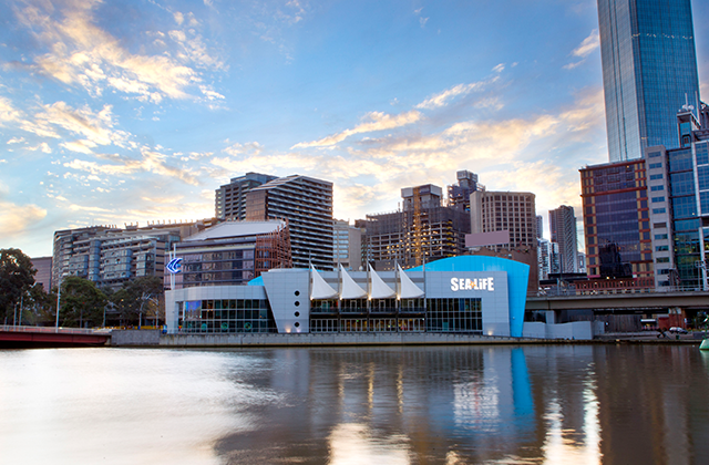 멜버른 씨라이프 아쿠아리움 입장권