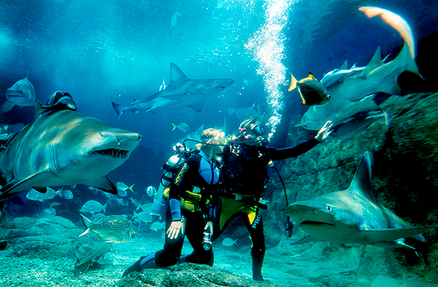 SEA LIFE Sydney Aquarium Ticket