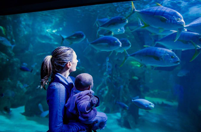 SEA LIFE Sydney Aquarium Ticket