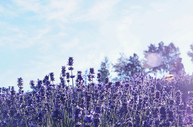 JR 도호쿠 미나미 홋카이도 레일 패스 6일권