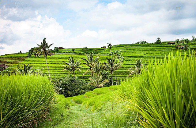 발리 브사키 사원 & 까랑아슴 투어 (WAUG Exclusive)