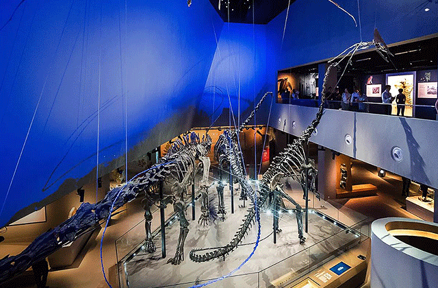 싱가포르 국립 대학 재학생의 캠퍼스 & 자연사 박물관 투어