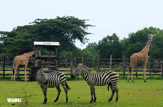 Palawan: Coron Calauit Safari & Beach Hopping Tour