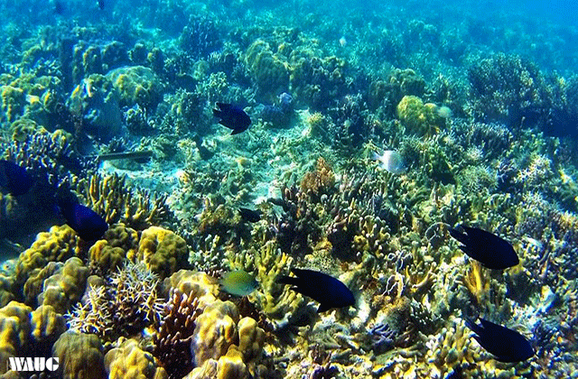 Palawan: Coron Coral Garden & Shipwreck Hopping Tour