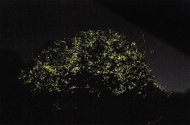 Bohol: Abatan River Firefly Watching Private Tour